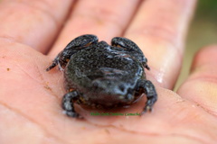 Elachistocleis pearsei