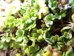Azorella hydrocotyloides