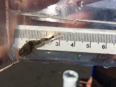 Leptocottus armatus