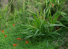 Chasmanthe floribunda