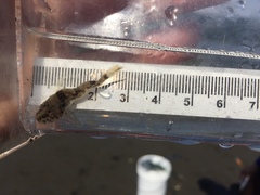 Leptocottus armatus