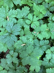 Rubus pedatus