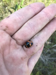 Labidomera clivicollis