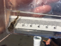 Leptocottus armatus