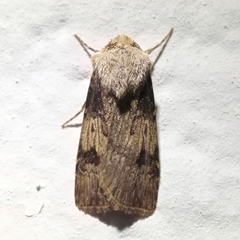 Agrotis puta