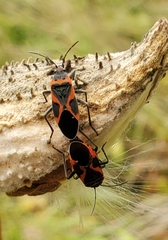 Lygaeus kalmii