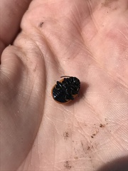 Labidomera clivicollis