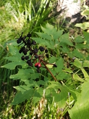 Actaea erythrocarpa