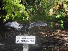 Anhinga anhinga