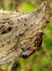Lygaeus kalmii