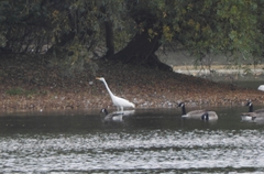 Ardea alba alba