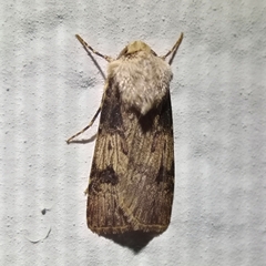 Agrotis puta