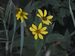Helianthus decapetalus