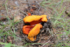 Hypomyces lactifluorum