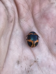 Labidomera clivicollis
