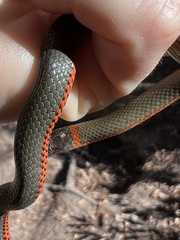 Diadophis punctatus vandenburgii