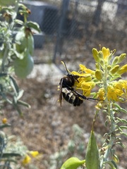 Xylocopa tabaniformis