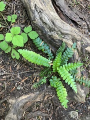 Struthiopteris spicant