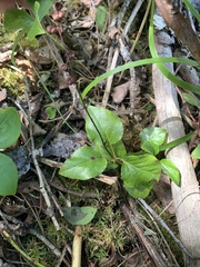 Orthilia secunda