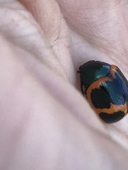 Labidomera clivicollis