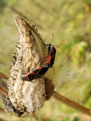 Lygaeus kalmii