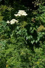 Achillea pannonica