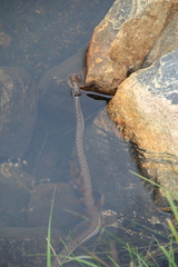 Thamnophis elegans vagrans