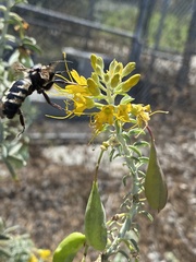 Xylocopa tabaniformis