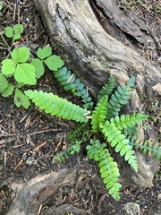Struthiopteris spicant
