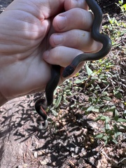 Diadophis punctatus vandenburgii