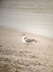 Hydrocoloeus minutus