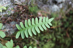 Polypodium