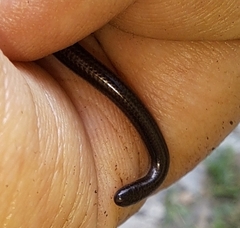 Epictia ater