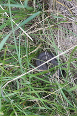 Thamnophis elegans vagrans