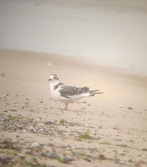 Hydrocoloeus minutus