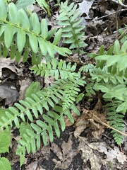 Polystichum acrostichoides