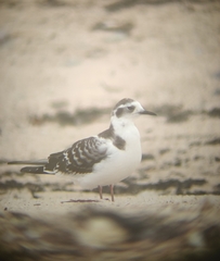 Hydrocoloeus minutus