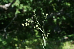 Bupleurum gerardi