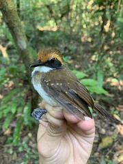 Myrmoborus leucophrys
