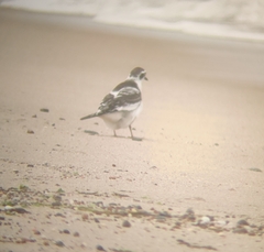 Hydrocoloeus minutus