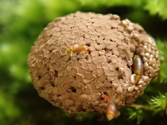 Tubifera