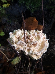 Hericium cirrhatum