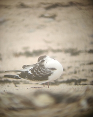 Hydrocoloeus minutus