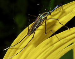 Toxorhynchites rutilus