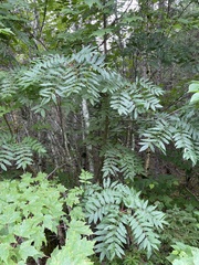 Sorbus