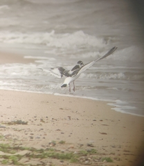 Hydrocoloeus minutus