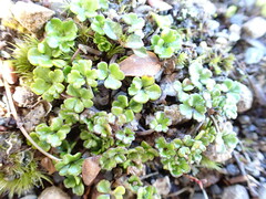 Azorella hydrocotyloides