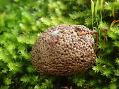 Tubifera