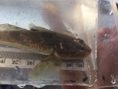 Leptocottus armatus
