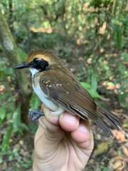 Myrmoborus leucophrys